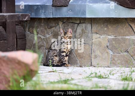 Nahporträt eines jungen bengalischen Kätzchens, das auf einer Terrasse sitzt. Ihr wunderschöner rosettierter Mantel und ihr wacher Blick spiegeln ihre wilde und doch elegante Natur wider Stockfoto