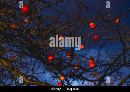 Ein Baum mit vielen Äpfeln, die davon hängen. Die Äpfel sind rot und verstreut über den Baum Stockfoto