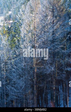 Hohe immergrüne Bäume sind mit Frost in einem ruhigen Wald geschmückt, der das sanfte Licht der Dämmerung reflektiert und von der Schönheit des Winters umgeben ist Stockfoto