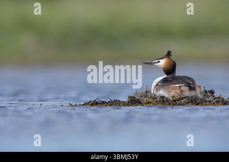 Haubentaucher, brütend auf Nest, Schwimmnest, Hauben-Taucher, Taucher, Podiceps cristatus, toller Haubenschnaps, Le Grèbe huppé, Wasservogel, Wasservög Stockfoto