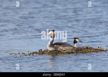 Haubentaucher, brütend auf Nest, Schwimmnest, Hauben-Taucher, Taucher, Podiceps cristatus, toller Haubenschnaps, Le Grèbe huppé, Wasservogel, Wasservög Stockfoto