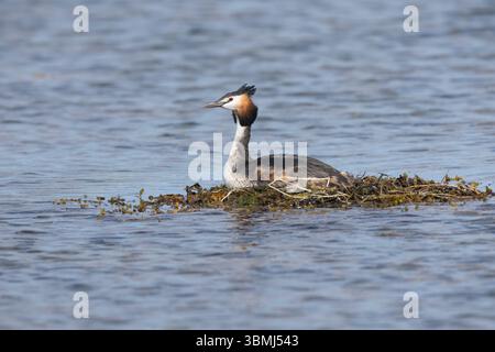 Haubentaucher, brütend auf Nest, Schwimmnest, Hauben-Taucher, Taucher, Podiceps cristatus, toller Haubenschnaps, Le Grèbe huppé, Wasservogel, Wasservög Stockfoto