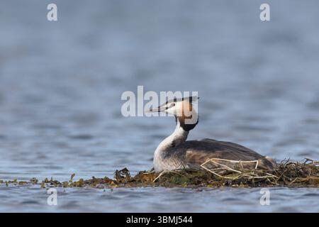 Haubentaucher, brütend auf Nest, Schwimmnest, Hauben-Taucher, Taucher, Podiceps cristatus, toller Haubenschnaps, Le Grèbe huppé, Wasservogel, Wasservög Stockfoto