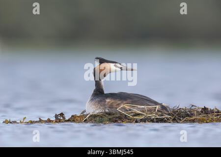 Haubentaucher, brütend auf Nest, Schwimmnest, Hauben-Taucher, Taucher, Podiceps cristatus, toller Haubenschnaps, Le Grèbe huppé, Wasservogel, Wasservög Stockfoto