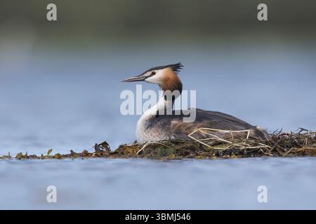 Haubentaucher, brütend auf Nest, Schwimmnest, Hauben-Taucher, Taucher, Podiceps cristatus, toller Haubenschnaps, Le Grèbe huppé, Wasservogel, Wasservög Stockfoto