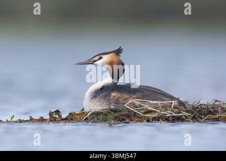 Haubentaucher, brütend auf Nest, Schwimmnest, Hauben-Taucher, Taucher, Podiceps cristatus, toller Haubenschnaps, Le Grèbe huppé, Wasservogel, Wasservög Stockfoto