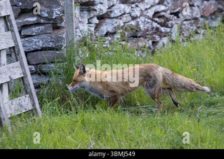 Rotfuchs, Rot-Fuchs, Fuchs, Vulpes vulpes, Canis vulpes, Rotfuchs, Fuchs, Le Renard Roux, Renard Commun, Renard rouge Stockfoto