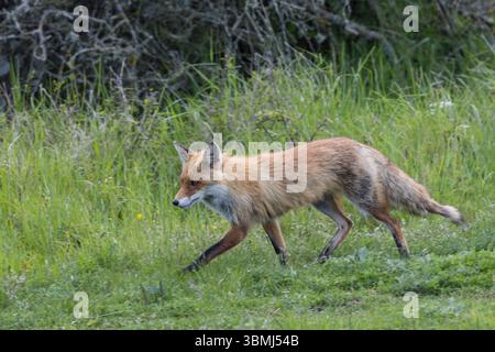 Rotfuchs, Rot-Fuchs, Fuchs, Vulpes vulpes, Canis vulpes, Rotfuchs, Fuchs, Le Renard Roux, Renard Commun, Renard rouge Stockfoto