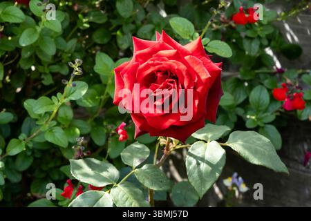 Hybrid Tea Rose, Deep Secret blüht im Frühsommer, Großbritannien Stockfoto
