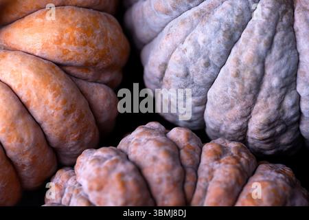 Nahaufnahme unebener Haut auf schwarzen Futsu Kürbissen in Blau-, Orange- und Violetttönen. Einzigartige Pflanzenoberfläche für Herbstbilder und natürliche Muster Stockfoto