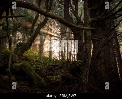 Traumhafte Sonnenstrahlen fließen durch den nebeligen alten PNW-Wald Stockfoto