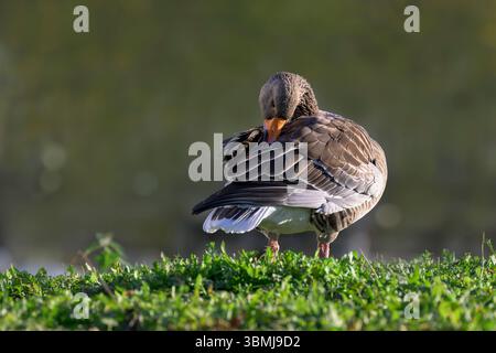 Graugans, die sich am Rande des Wassers vermehrt, Großbritannien Stockfoto