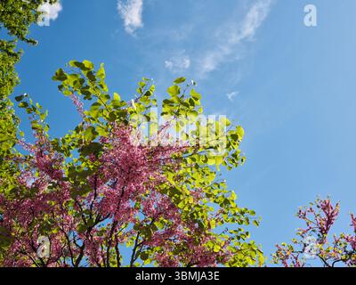 Blühender judas-Baum mit rosa Blumen und grünen Blättern Stockfoto