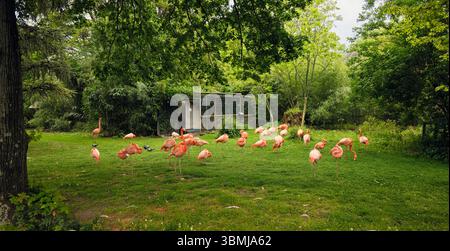 Gruppe rosafarbener Flamingos, die auf Gras im Zoogehege ruhen und fressen Stockfoto