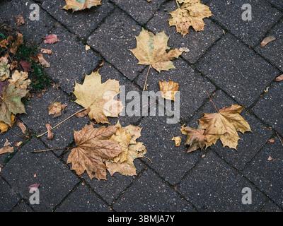 Gefallene Herbstblätter verstreut auf einem Backsteinpflaster in Angel symbolisieren den jahreszeitlichen Wandel in der städtischen Landschaft Stockfoto