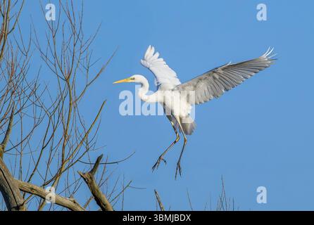 Großer weißer Egret kommt an Land, aufgenommen am frühen Morgen, Chew Valley Lake, North Somerset, Großbritannien Stockfoto
