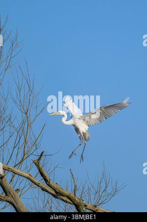Großer weißer Egret kommt an Land, aufgenommen am frühen Morgen, Chew Valley Lake, North Somerset, Großbritannien Stockfoto