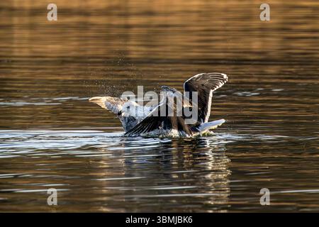 Große Möwen mit schwarzem Rücken, ein Erwachsener und ein Jungtier streiten im Wasser über Fische am Chew Valley Lake, Großbritannien Stockfoto