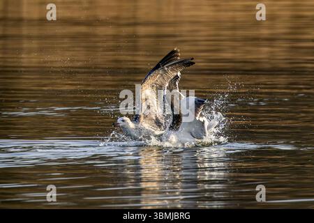 Große Möwen mit schwarzem Rücken, ein Erwachsener und ein Jungtier streiten im Wasser über Fische am Chew Valley Lake, Großbritannien Stockfoto