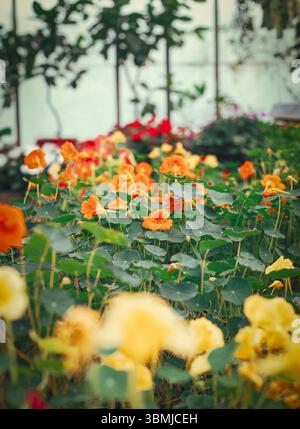 Leuchtend orange Kapuzinerkresse blühen im Gewächshaus Stockfoto