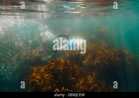 Kostenloses Tauchen im Unterwasser-Seetangwald in Südkalifornien Stockfoto