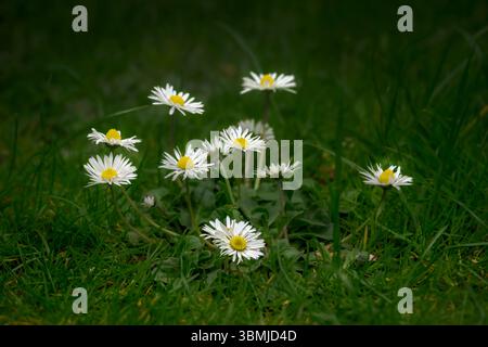 Die Common Daisy, Bellis perennis in der Blüte zwischen Gras im Frühling im Garten Stockfoto