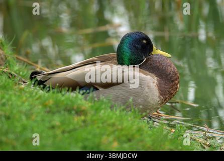Erwachsene männliche Mallard Ente mit geschlossenen Augen, schlafend am Ufer des Sees auf den Somerset Levels Stockfoto
