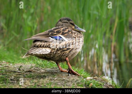 Weibliche Erwachsene Stockenten mit geschlossenen Augen schlafend am Ufer des Sees auf den Somerset Levels im Stehen Stockfoto