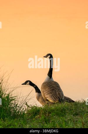 Die Eltern der Kanadischen Gänse haben ein wachsames Auge auf ihre am Chew Valley Lake in Großbritannien gefangenen Gänse Stockfoto