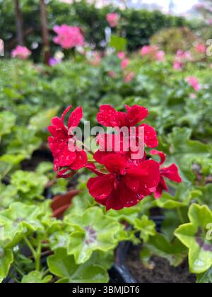 Eine rote Rose aus einem Rosengarten. Stockfoto