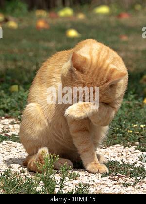 Süße Ingwerkatze, die auf einem Kiesweg im Garten liegt Stockfoto