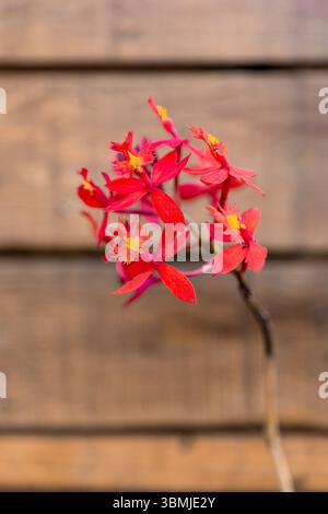 Nahaufnahme einer roten Kruzifix-Orchidee oder Epidendrum-Radikanern mit gelben Akzenten, fotografiert vor einer rustikalen Holzwand mit sanfter natürlicher Beleuchtung Stockfoto