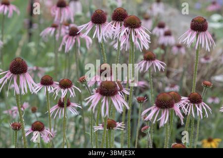 Hummel Besuchen Sie Blumen für Nektar und Pollen von Echinacea pallida, auch bekannt als blassviolette Koneflower, verwenden Sie sie als Wallpaper, Poster und Co Stockfoto