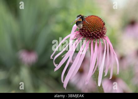 Hummel Besuchen Sie Blumen für Nektar und Pollen von Echinacea pallida, auch bekannt als blassviolette Koneflower, verwenden Sie sie als Wallpaper, Poster und Co Stockfoto