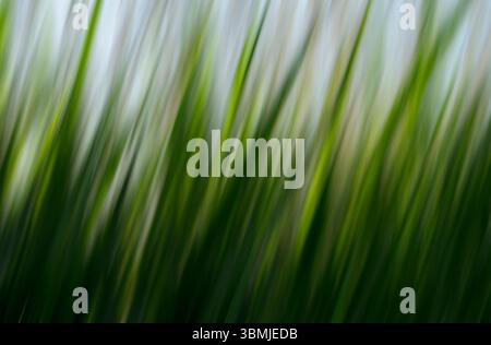 Gewöhnliche Schilfe, die mit Intentional Camera Movement (ICM) aufgenommen wurden, um ein surreales, künstlerisches und abstraktes Bild zu schaffen, das den Eindruck von Bewegung vermittelt Stockfoto