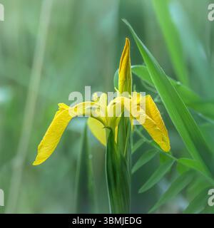Eine wunderschöne Iris-Blume mit gelber Flagge, die an einem taufrischen Morgen nach Sonnenaufgang im Sumpfgebiet von Somerset, Großbritannien, wächst Stockfoto