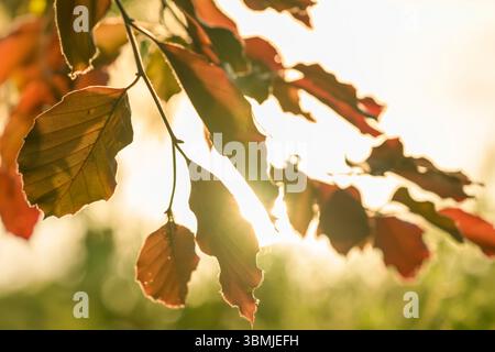 Sonnendurchflutete europäische Buchenblätter, auch Kupferbuche genannt, mit ihren herbstfarbenen Blättern im Frühling, aufgenommen am Blagdon Lake, Somerset bei Sonnenaufgang Stockfoto