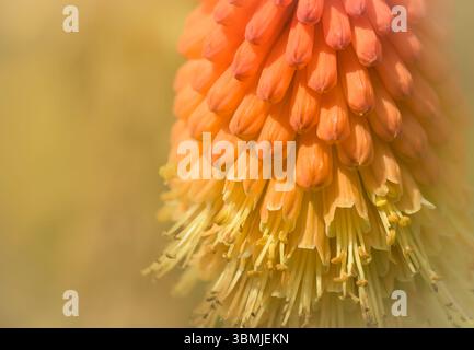 Nahaufnahme der partiell roten Hot Poker Blume mit ihren leuchtenden Orange- und Gelbtönen und einem sanften, traumhaften Effekt Stockfoto