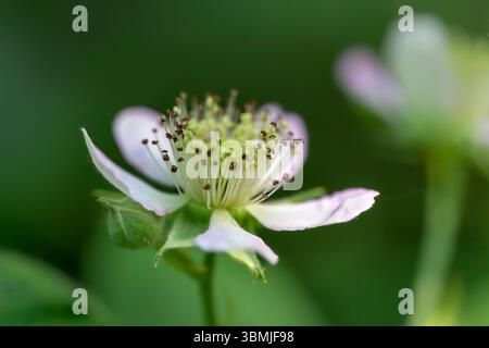 Makrobild der Elmleaf brombeerblüte in Blüte, auch brombeerblüte, brombeerblüte, brombeerblüte und Dornless brombeerblüte genannt Stockfoto