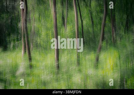 Wälder im Frühling, aufgenommen mit der Intentional Camera Movement (ICM)-Technik, um ein surreales, künstlerisches und abstraktes Bild zu erzeugen. Somerset Levels, UK Stockfoto