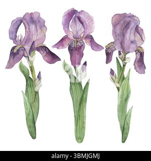 Aquarellillustration von drei lila Irisblüten mit grünen Blättern. Handgemaltes botanisches Clipart mit Blumenmuster im Vintage-Stil, perfekt für Frühlingsdekor Stockfoto