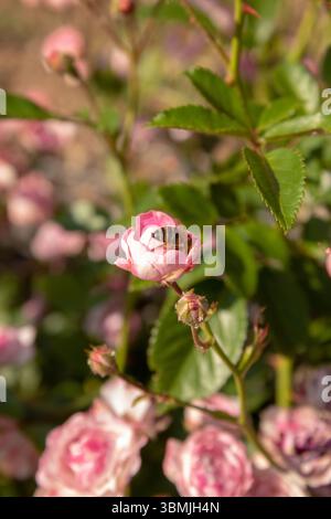 Die Biene sammelt Pollen auf einer rosafarbenen Rosenblüte. Natürliches Foto Stockfoto