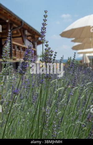 Nahaufnahme von Lavendelblumen bei Sonnenuntergang mit städtischen Gebäuden im Hintergrund. Selektiver Fokus Stockfoto