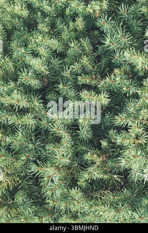 Kreativer Hintergrund oder Tapete aus Close-up Picea glauca (weiße Fichte) Stockfoto