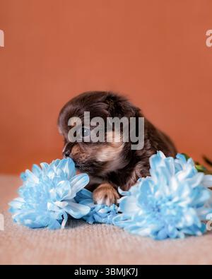 Brauner Welpe mit braunen Punkten, die blaue Chrysanthemen schnüffeln, die auf einer beigefarbenen strukturierten Oberfläche mit warmorangenem Hintergrund liegen Stockfoto