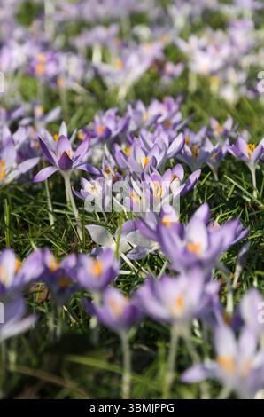 Feld der violetten Krokusse im Frühjahr. Nahaufnahme Stockfoto