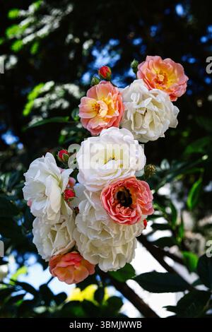 Nahaufnahme von bunten Blumen von Gartenrosen im Sommer. Stockfoto