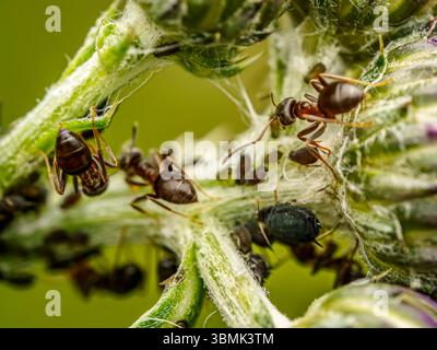 Nahaufnahme einer schwarzen Ameisen auf einem Gartenpflanzenstamm, die mit dunklen Blattläusen interagiert Stockfoto