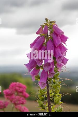 Wilder Foxglove (Digitalis), Wales Stockfoto