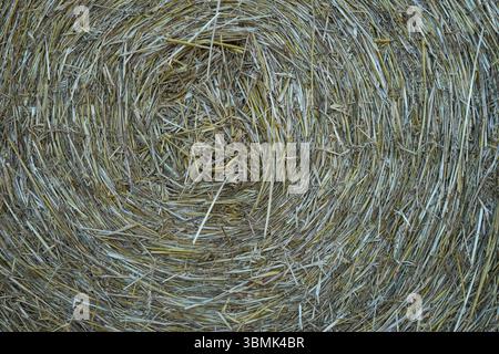 Nahaufnahme eines runden Heuballen mit detaillierter Strohstruktur. Landwirtschaftlicher Hintergrund. Stockfoto